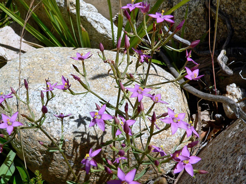 Centaurium erythraea subsp. erythraea